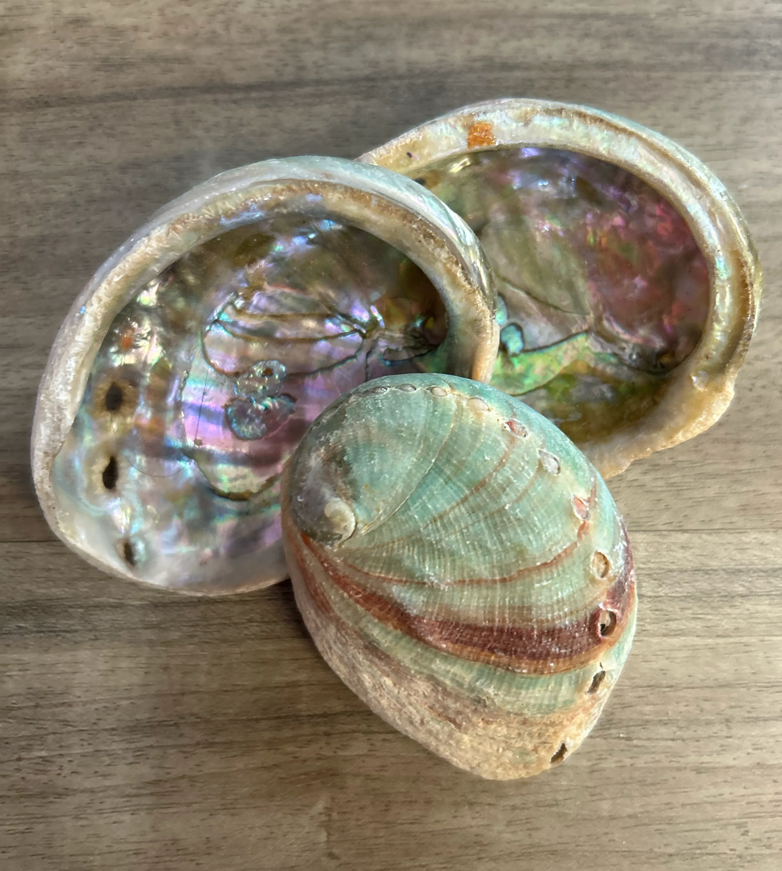 Abalone Shell for Smudging Ritual | Available in 3" and 4" inches