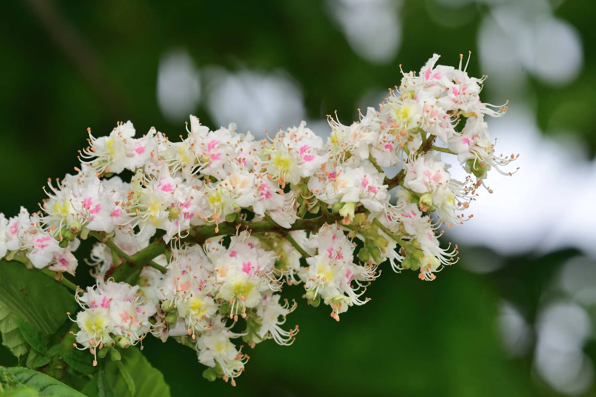 The Art of Flower Therapy